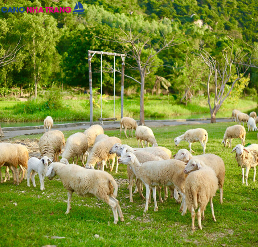 Cano Nha Trang – Du lịch Nha Trang