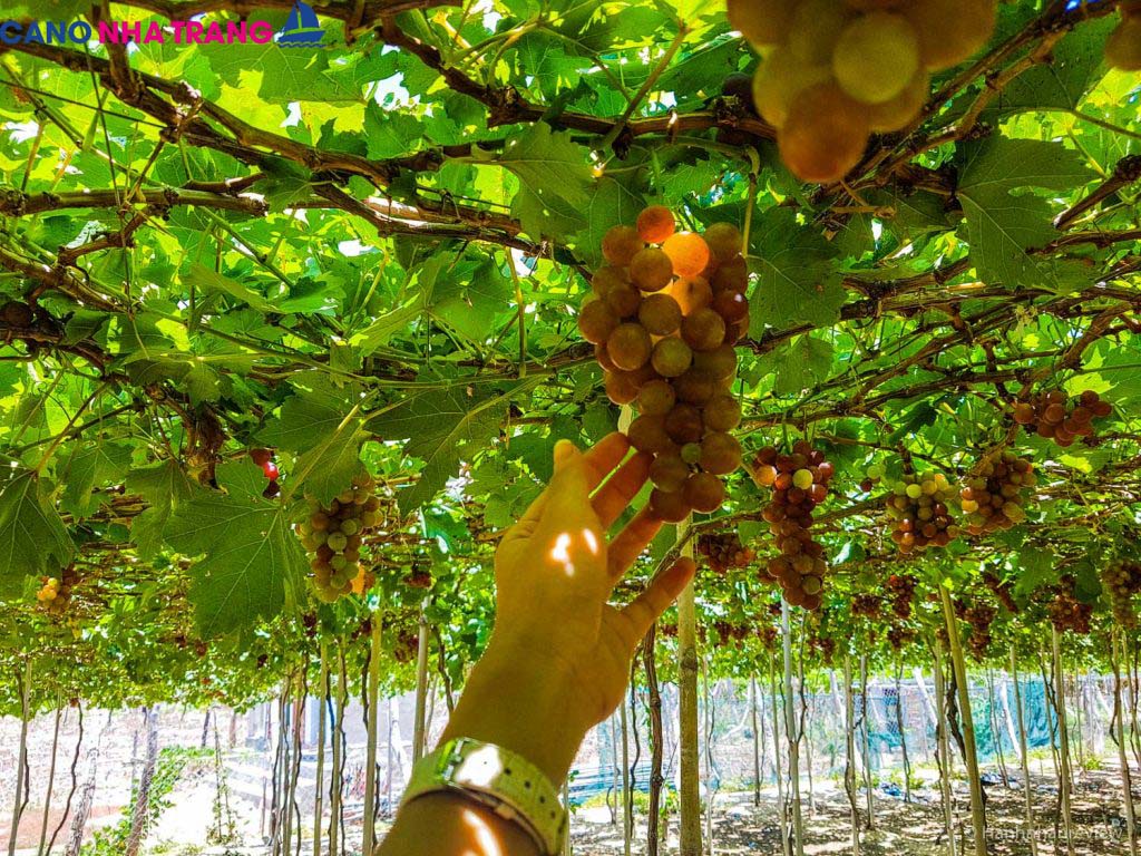 Cano Nha Trang – Du lịch Nha Trang