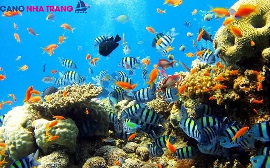 Cano Nha Trang – Du lịch Nha Trang
