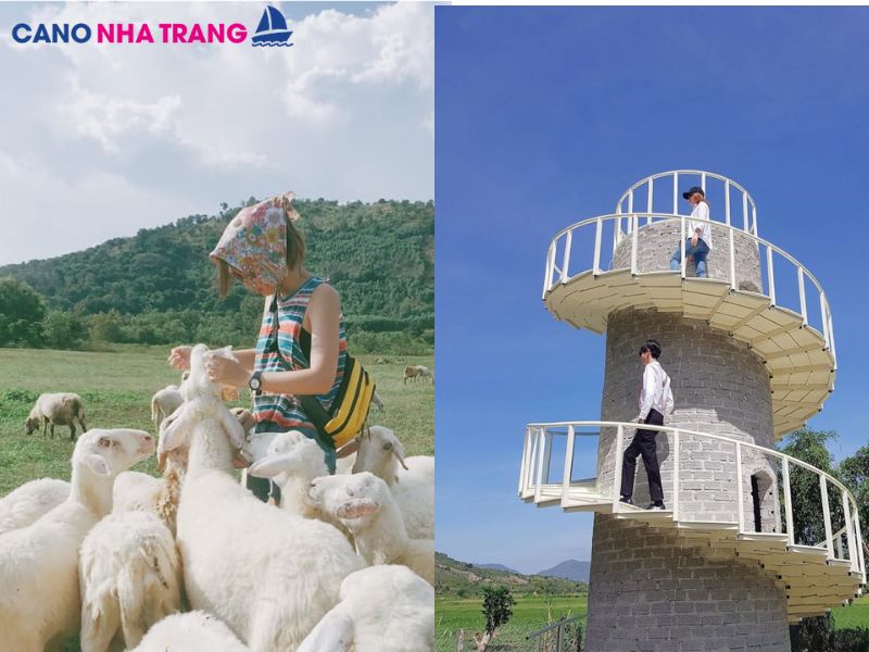 Đồng Cừu Suối Tiên - Tọa độ check in cực hot tại Nha Trang.